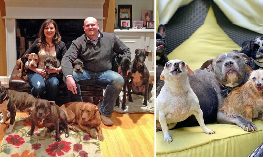 Couple Rescued All the Unwanted Senior Dogs from The Animal Shelters.