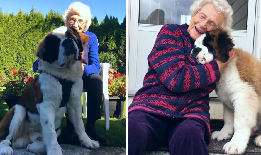 A Special Puppy Took it upon himself to befriend A Lonely Widow