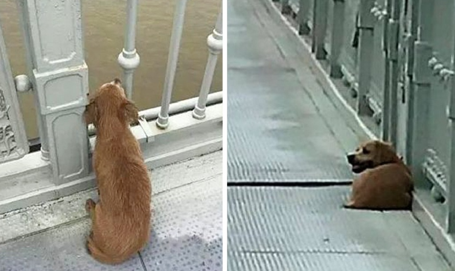 Owner Jumped Of The Bridge Ending His Life, Leaving Loyal Dog Behind in Solitude