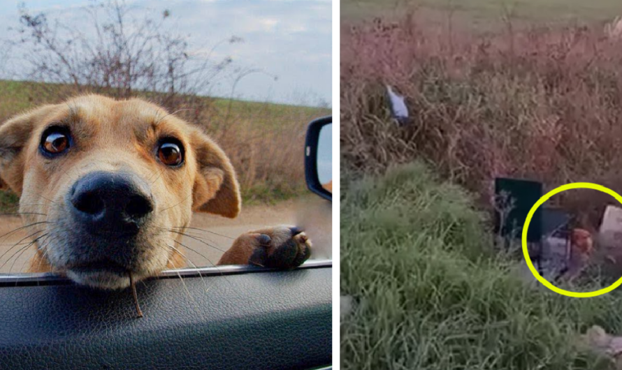 She Tried to Stick Her Head Into My Car to Beg For Help But She Wanted to Show me Something Else