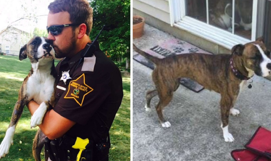 A neglected dog in a garden is taken in by the police officer who saved her