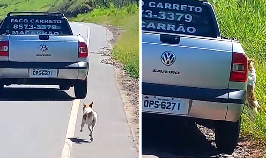 Man Is So Moved By Viral Video Of Dog Being Dumped That He Goes Looking And Saves Him