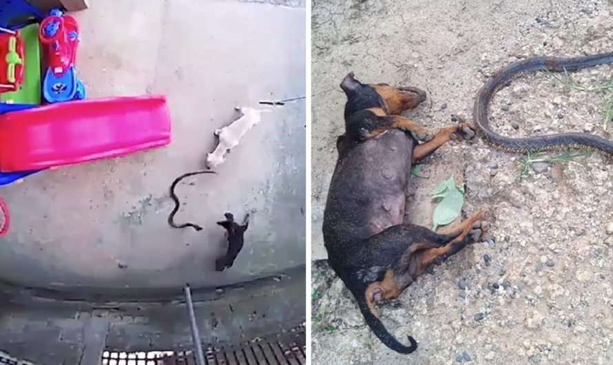 The brave dog went blind and died after fighting a cobra until his last breath to save the baby, making us extremely emotional.