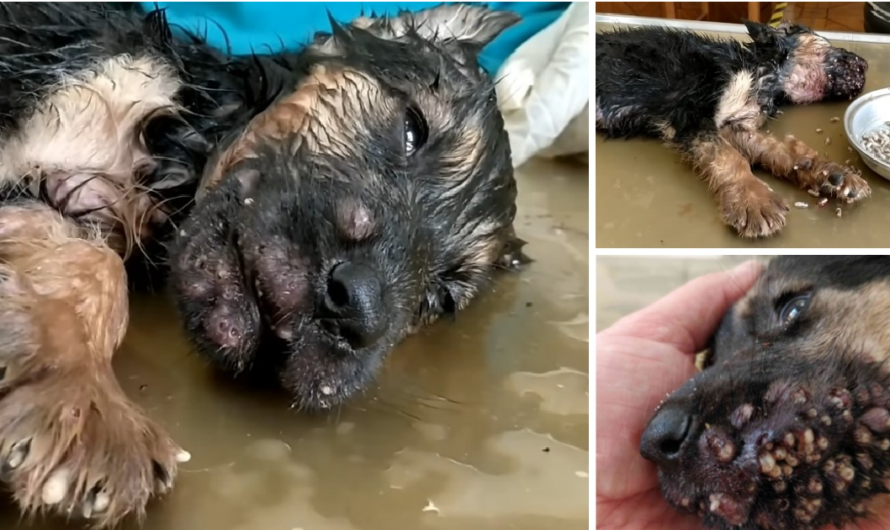 Heartbreaking! The dog was attacked by thousands of parasites in the mouth, unable to eat or drink for many days