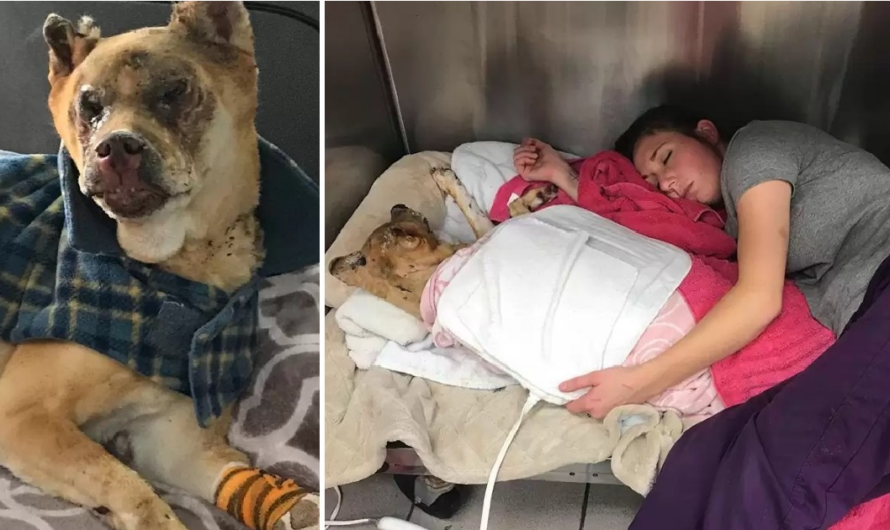 Veterinarian crawls into kennel to sleep with dog who got hurt in fire.