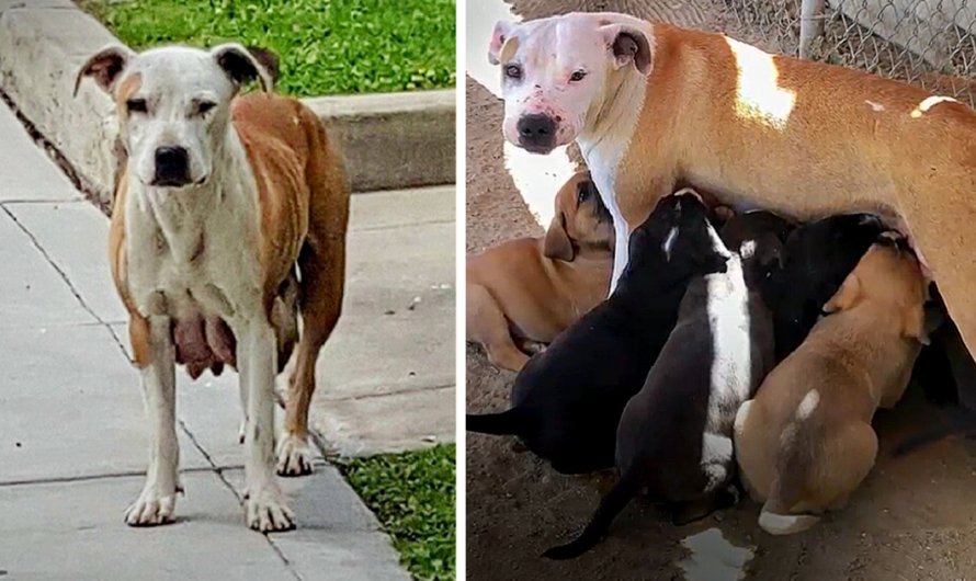 A dog who had just given birth walked 3 km a day to find food for her puppies