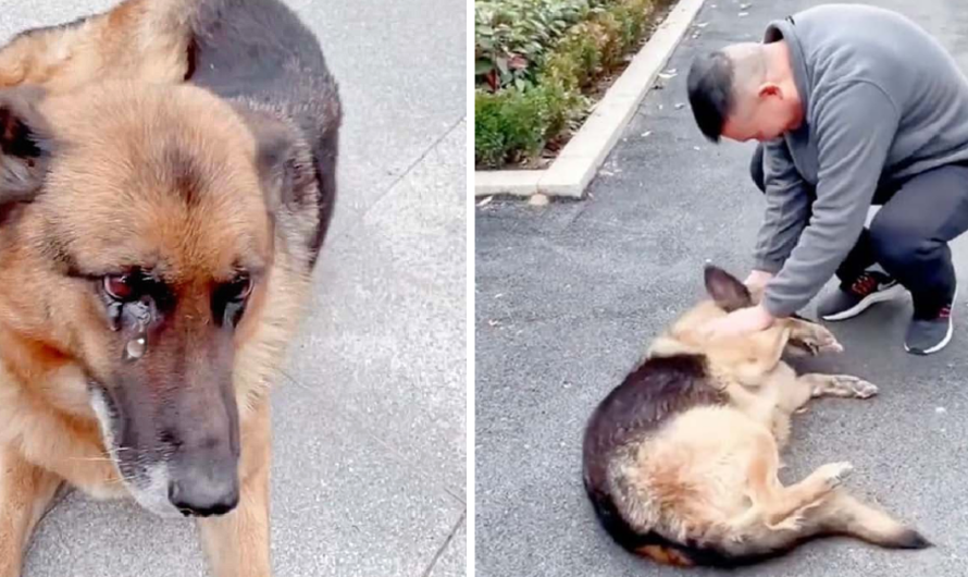 A retired police dog sheds tears of joy when he reunites with his former handler, expressing deep emotional connection and happiness