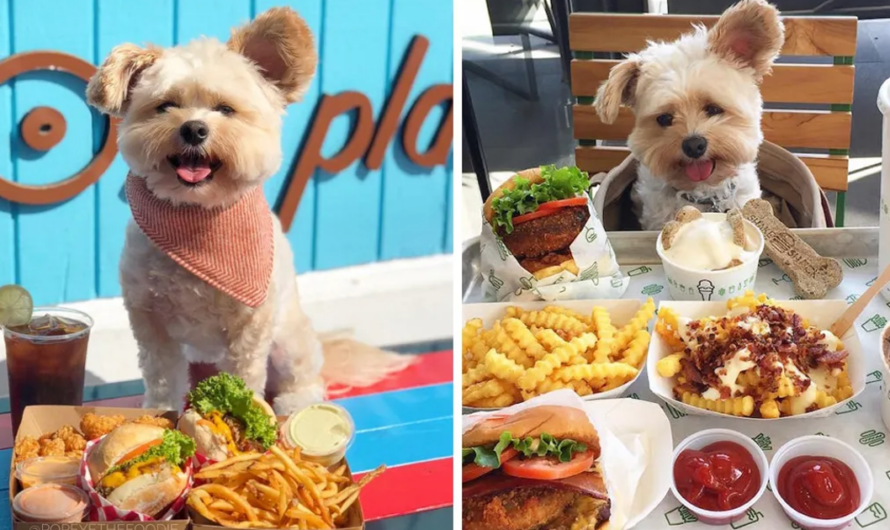 Starving Homeless Dog Is Adopted And Taken To Pet Friendly Restaurants All Around Los Angeles