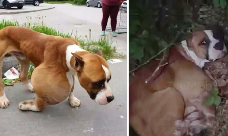 He was dumped in the forest with huge tumor, alone in cold and sadness waiting for his end in agony