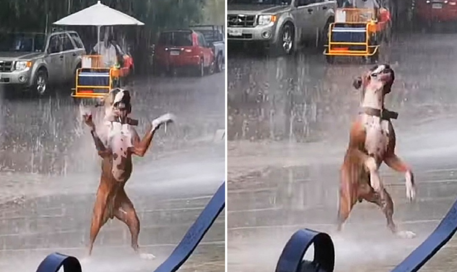 The viral video of the dog dancing in the rain made viewers extremely excited