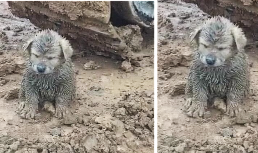 A Mud-Covered Puppy is Found on a Construction Site; Driver is Surprised to Find Out It was a Golden Retriever Puppy