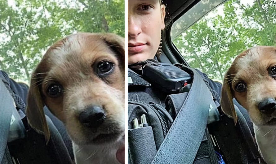 After saving her life, a police officer adopts an abandoned injured puppy.