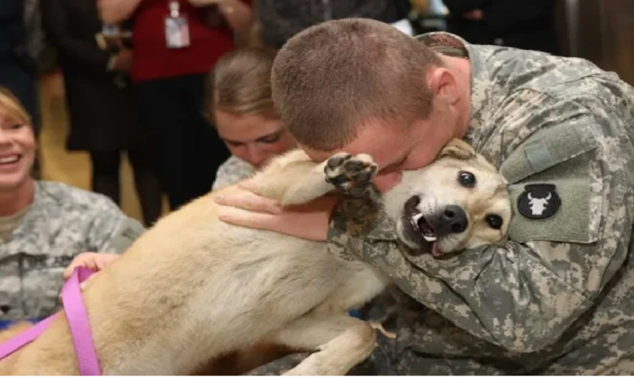 Old dog cries tears of joy at owner’s return from war