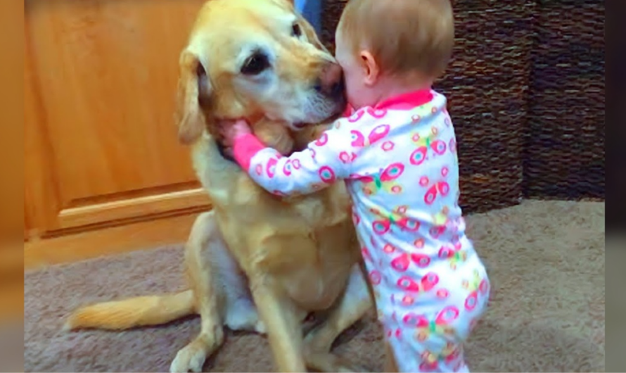 A cute dog gave a comforting hug to a boy who was crying