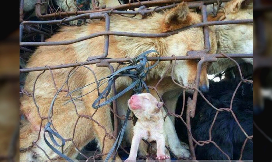 Touching love Mother dog tries to push puppy out of cage to slaughterhouse causing fever