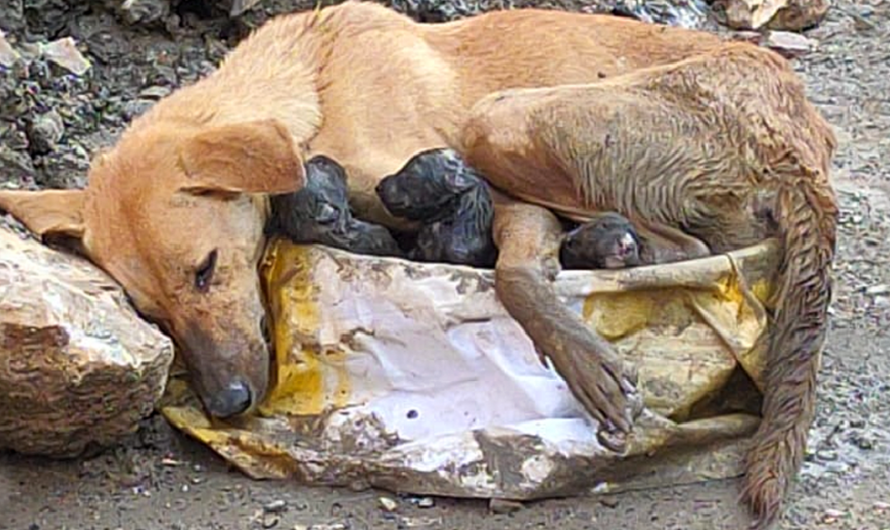 Stray dog ​​collapses amid rubble clinging to her puppies while giving birth with great effort