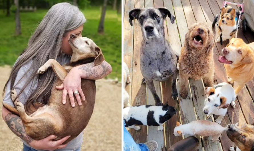 Woman Turns Home Into Pet Hospice And Cares For 80 Elderly Dogs At Once