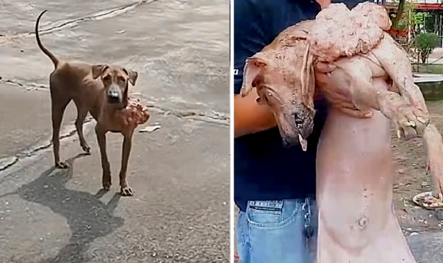 Stray Afraid Of People Works Up The Courage To Ask 1 Man To Take His Pain Away