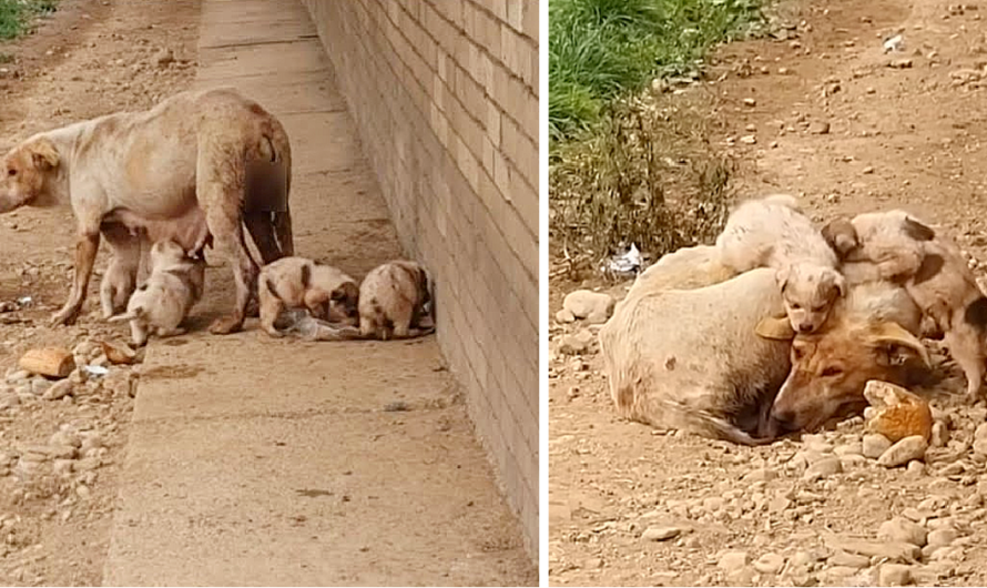 She suffered in long time without help try to feed her puppies for survived until she can’t