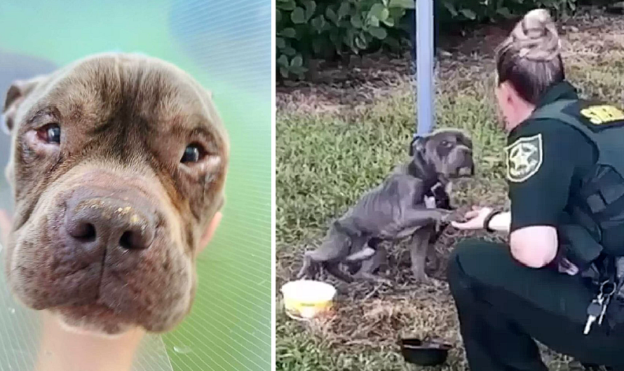 Dog Tied To Pole Reaches Out Paw To The Cop Who’s Come To Save Him