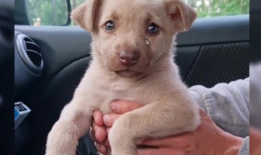 She Cried In The Car When I Took Her Out Of The Cemetery, She Missed Her Mom