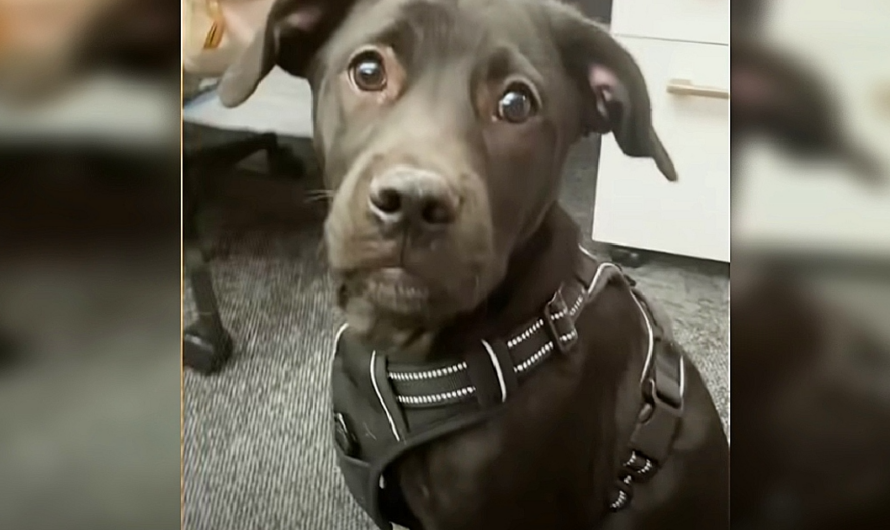 Puppy Keeps Getting Returned To The Shelter So Determined Man Takes Him In To Figure Out Why