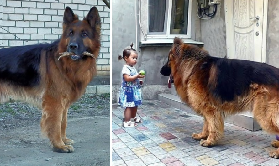 The girl rescued a big dog from the market. Nobody loved it, while it wanted warmth and happiness