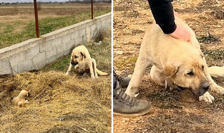 Being Shooed Away Everywhere, Dog Mom Just Used Her Body To Protect Her Only Puppy Left