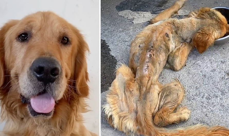 Dying Stray Golden Retriever, Complete Transformation After Being Rescued