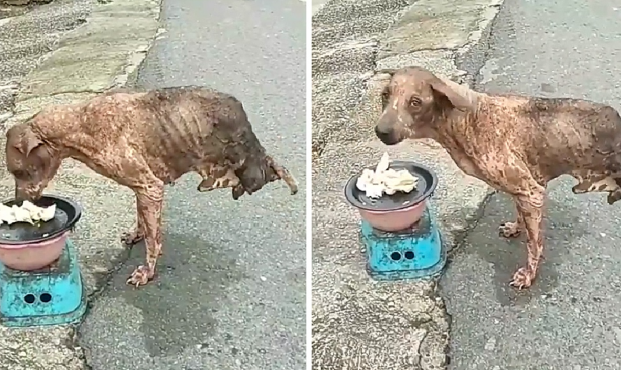 Abandoned dog with only two legs survived but no one helped