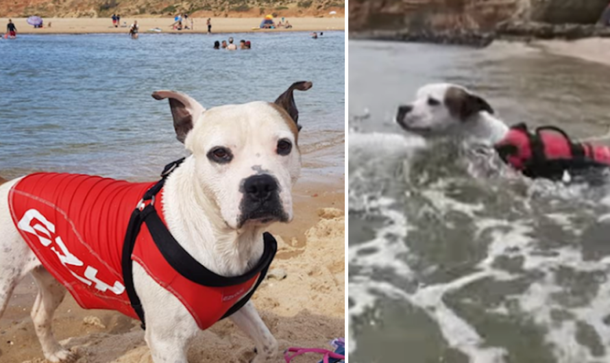 Pit Bull Dives Into Treacherous River, Saves Boy From Drowning