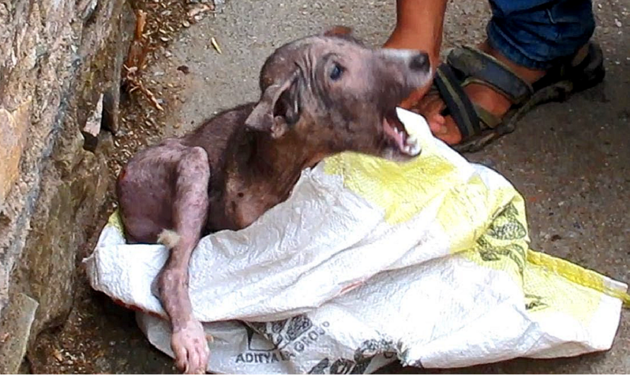 Rescuers Find Scared, Injured Pup Trying To Hide Himself From Humans In A Bag