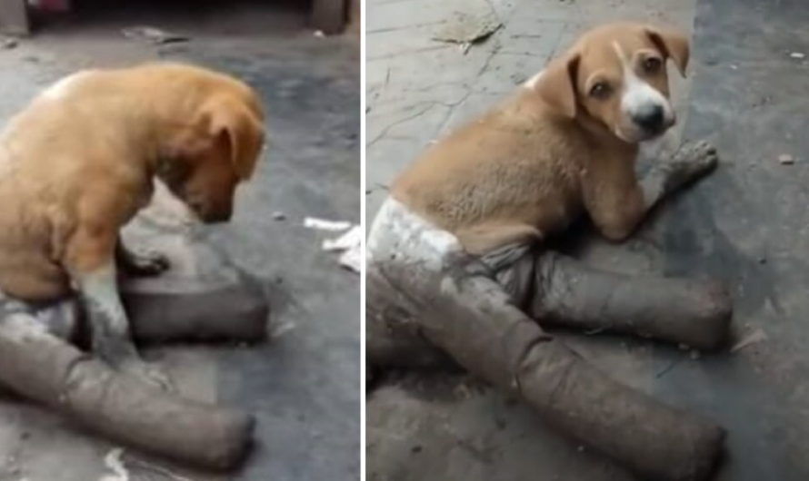 Puppy Found Abandoned On Street With Broken And Bandaged Legs Unable To Move Crying In Hunger And Pain