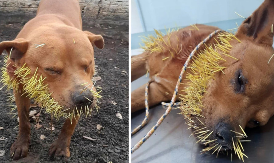 Heartbreaking scene of a pet dog screaming in pain because of hundreds of thorns growing on its mouth.