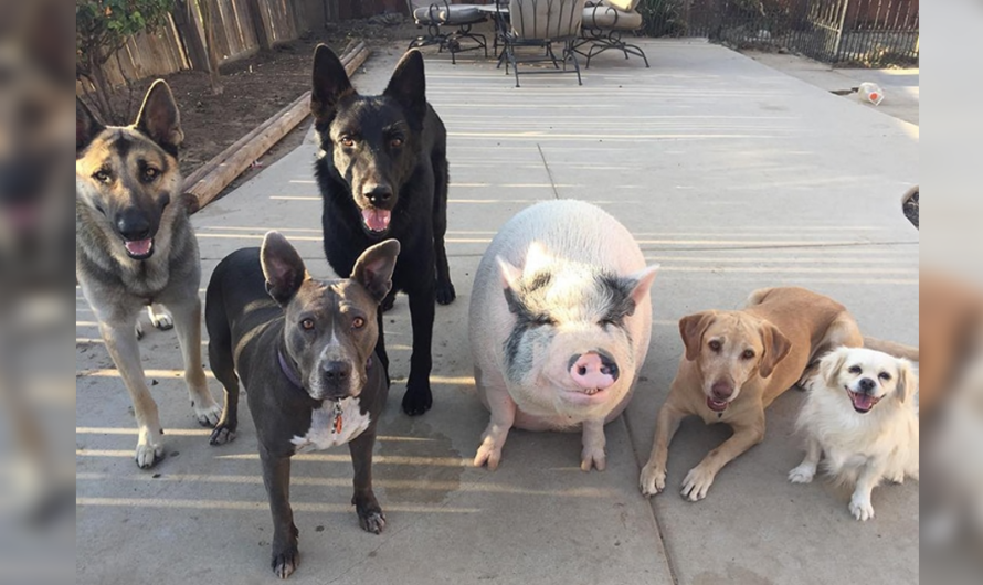 Pot Bellied Pig Happily Raised with 5 Dogs Thinks He’s Just Like His Canine Crew