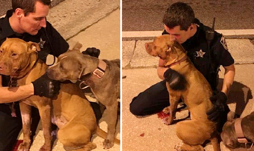 Cops Rescue Two Scared Pit Bulls From The Street And Refuse To Leave Them Alone Until Help Arrives