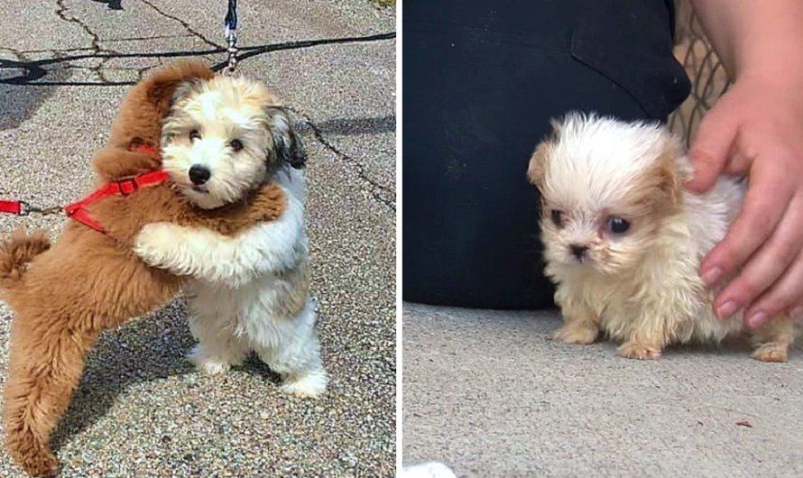 Tiniest Dog Rescued From Puppy Mill Is Introduced To His First Ever Friend