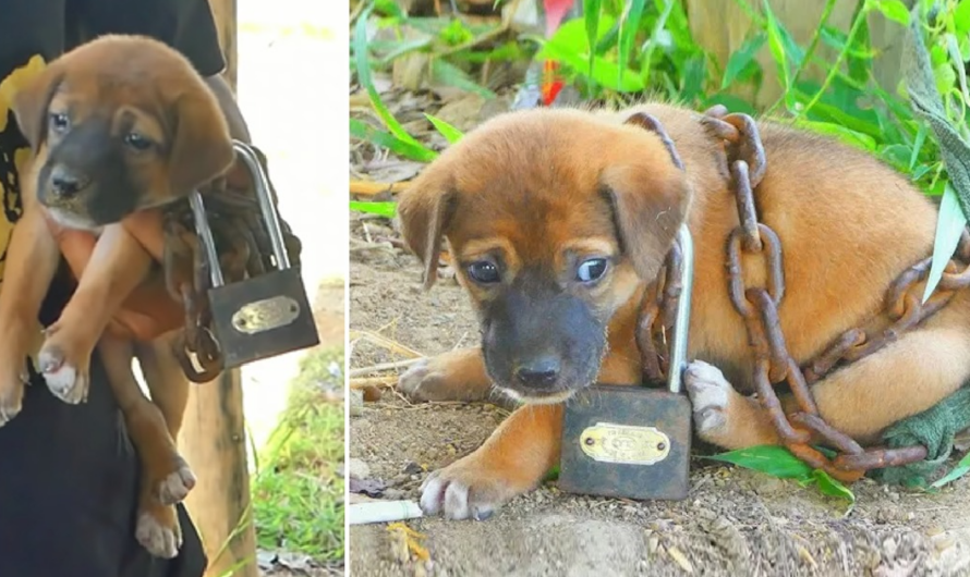 Timely rescue the poor dog chained and abandoned in the desert.