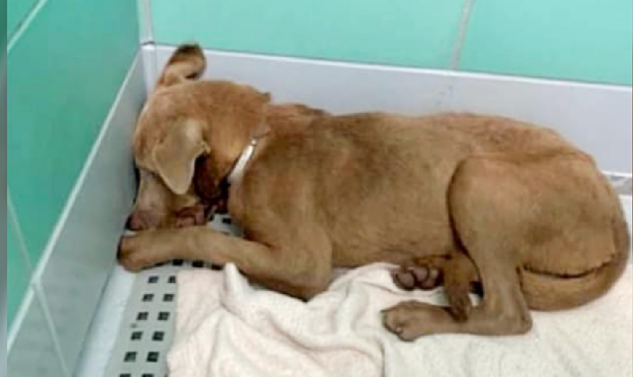 Heartbreaking: Scared and completely shut down puppy being returned to shelter by foster home