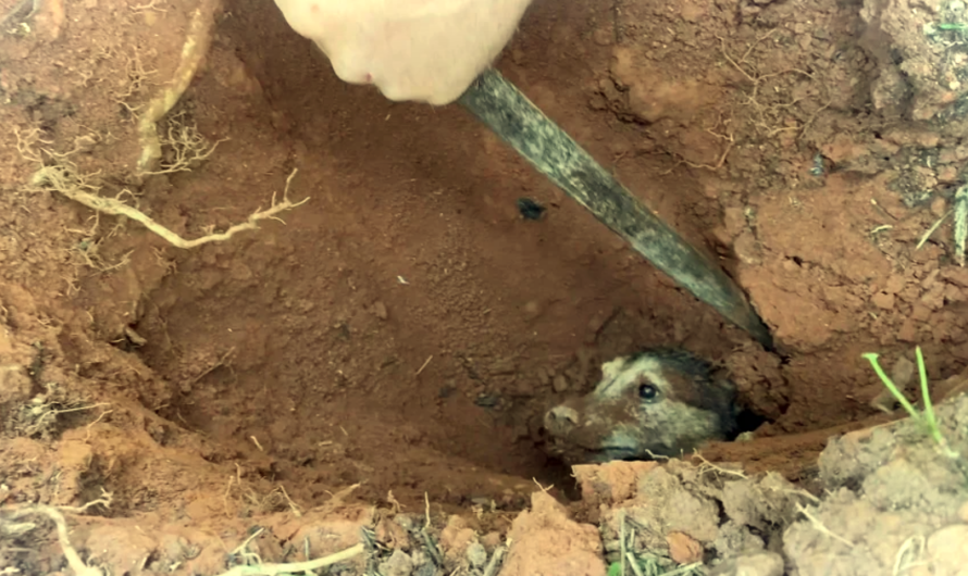 The poor dog that was buried for 56 hours was lucky to be rescued by the rescue force in a touching moment