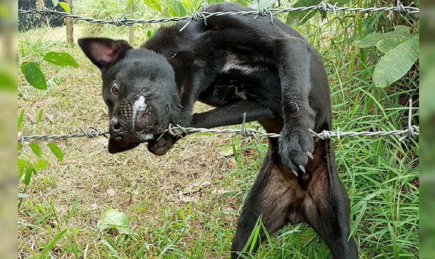 The dog trapped with barbed wire in his jaw unable to come out makes people extremely confused and scared how to get him out