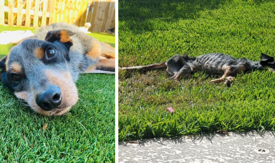 Starving Dog Unrecognizable When Returned To Shelter