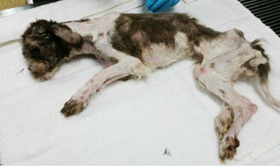 Soaked In Her Own Urine This Dog Was Just 4 Pounds When She Was Rescued From Shelter