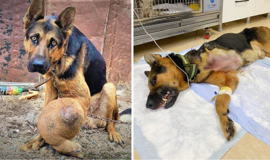 The Inspiring Tale of an Elderly Dog’s Battle with Bone Cancer Amid Neglect