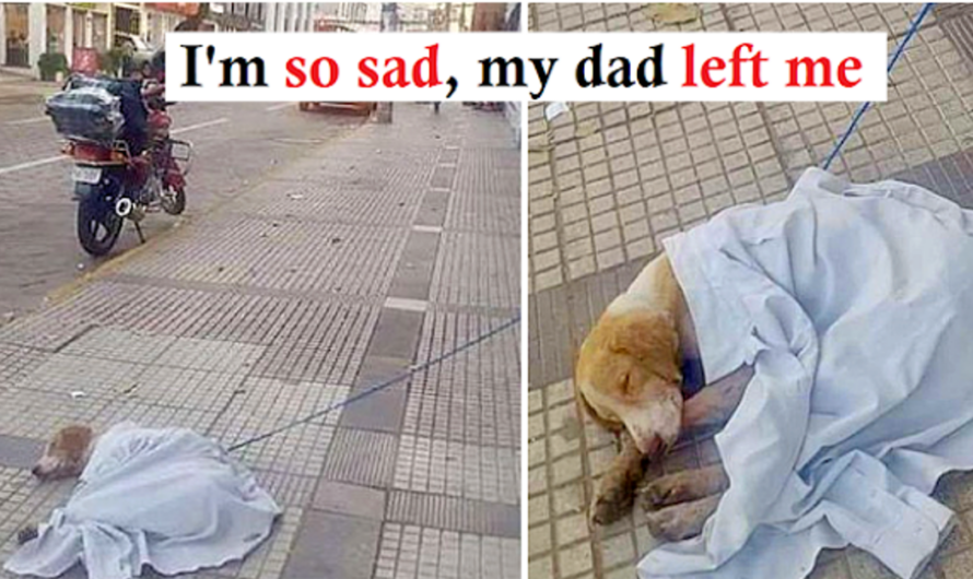 Sick dog was tied up and abandoned in the middle of a public road. He spent days living on the sidewalk