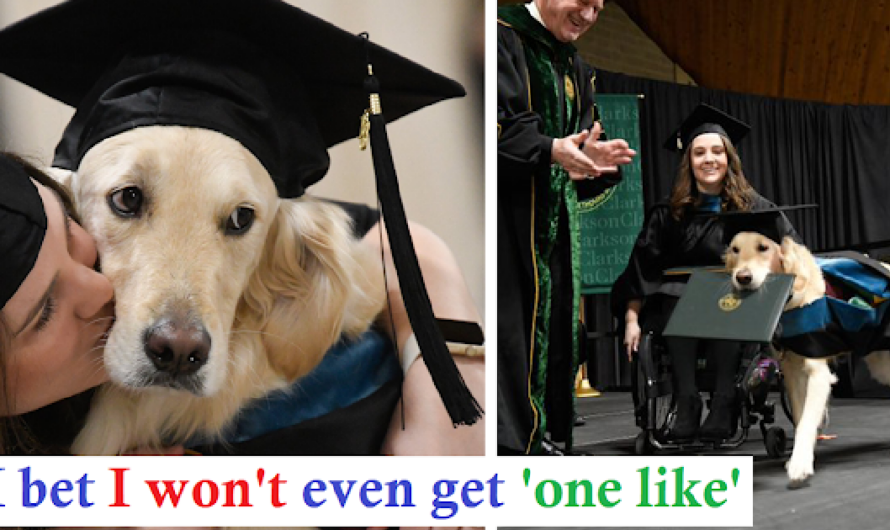 A good boy. A loyal service dog got his own honorary degree for helping his owner to graduate