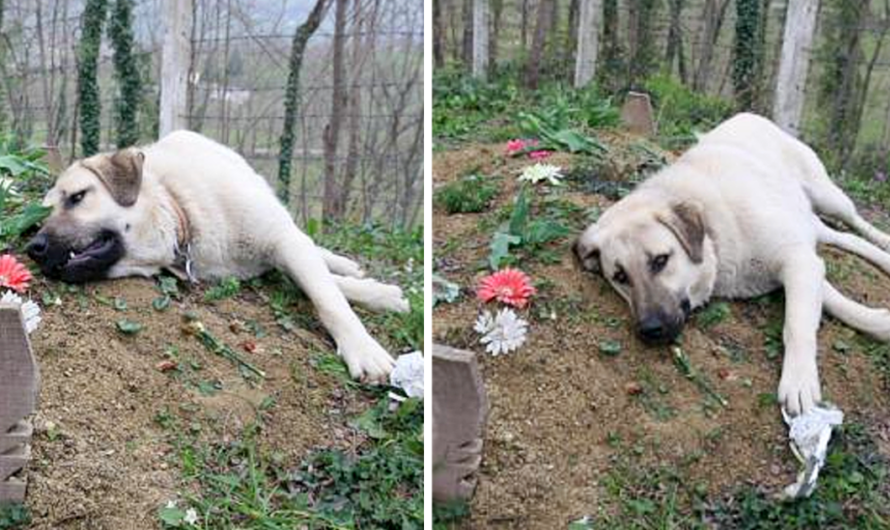 This ‘heartbroken’ dog ran away from home everyday to visit his dead owner’s grave