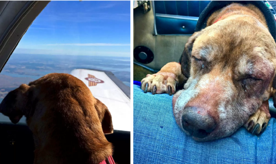 Pilot flies terminal shelter dog 400 miles to spend her last days with a loving family