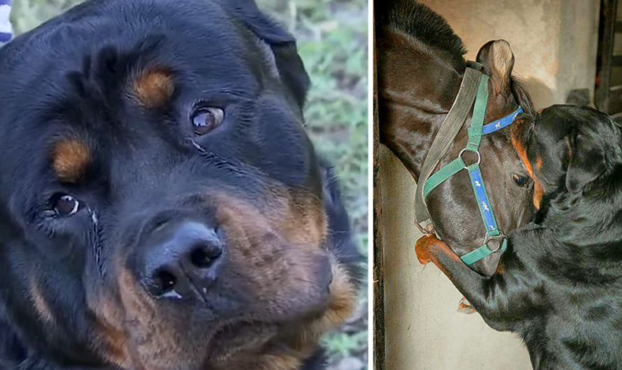 Two Rottweilers Saves Family Horses From Gang of Men in Middle of The Night.