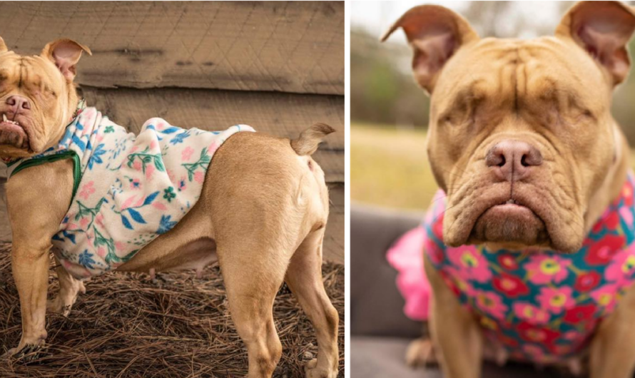 After A Lot Of Pain, An Eyeless Dog That Was Used To Sell Her Young Finds A Happy Home